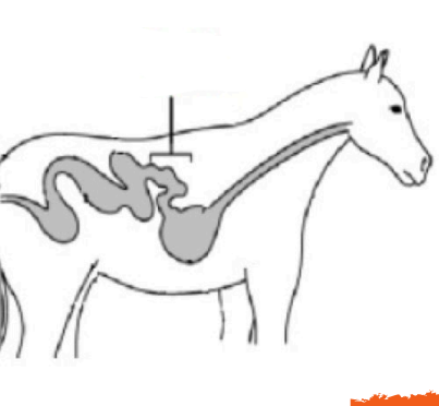 <p>The next organ in the digestive system that is <strong>controlled by a sphincter muscle that helps move food into and through the tract. </strong></p><p>Made of 3 Segments </p><ol><li><p>Duodenum</p></li><li><p>Jejunum</p></li><li><p>Ileum </p></li></ol><p></p>