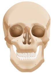 <p>Skull</p>