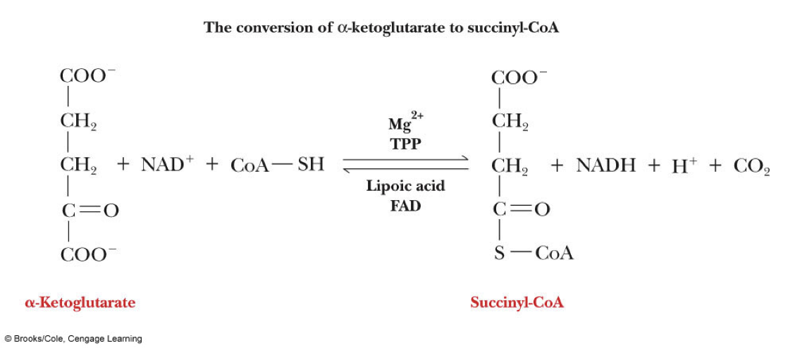 What is the significance of the reaction catalyzed by the α-ketoglutarate dehydrogenase complex?