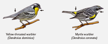 <p>individuals of a species share measurable traits that distinguish them from individuals of other species </p>