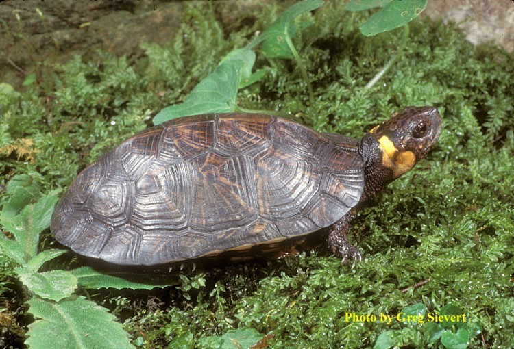 <p> A small turtle (3.0 to 3.5 inches) with an orange, red, or yellowish patch on the side of the head behind the eye.   The carapace (upper shell) is dark brown to black with the larger plates having yellowish or reddish centers. Plastron (lower shell) is dark with yellowish blotches and has no hinges. Males have a strongly concaved plastron, while females are flat. Young have distinct growth rings within each scute (plate) on carapace.</p>