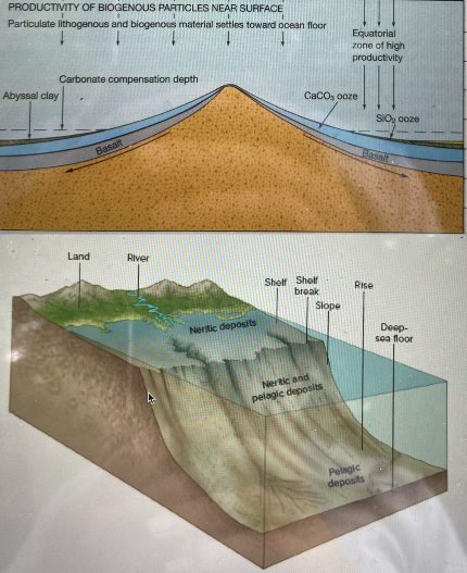 D-continental margins, older crust far from the mid ocean ridge - the heavier, more abundant neritic (land) deposits immediately sink there and accumulate without being dissolved