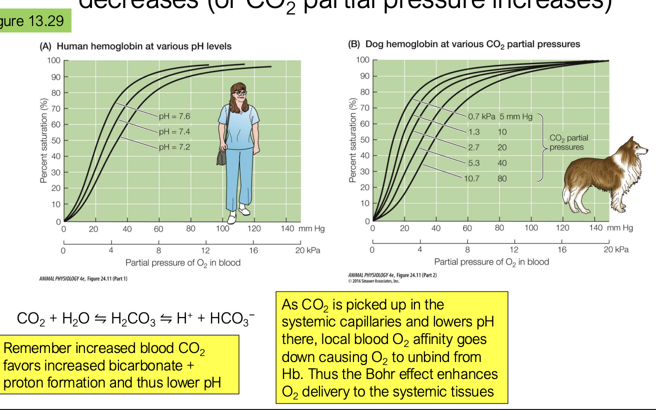 <p>O2 affinity decreases as pH decreases (more acidic or when CO2 partial pressure increases to drive reaction to the right to make more protons)</p><p>this is because CO2 makes pH change which will affect how well the hemoglobin affinity works</p>