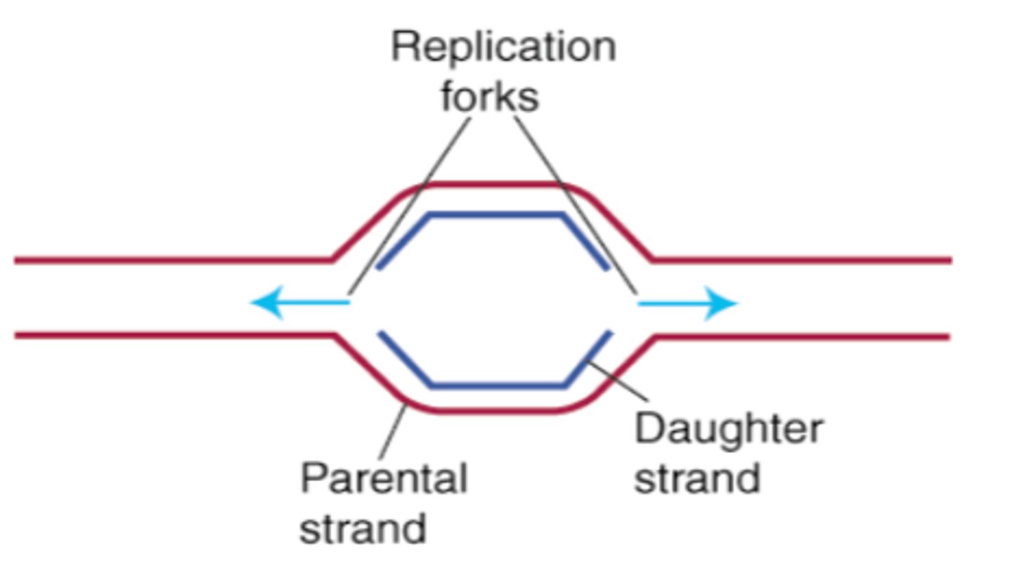 <p>A replication fork is the Y-shaped region that forms when DNA is being unzipped for replication.</p><p>Helicase unwinds the double helix by breaking hydrogen bonds between base pairs.</p><p>This creates two single strands of DNA.</p><p>The area where this separation occurs is called the replication fork.</p>