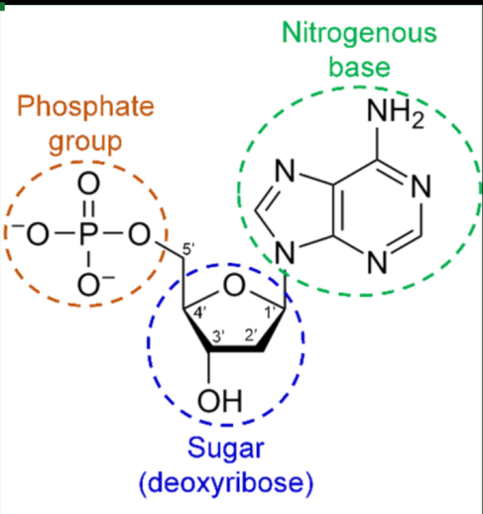 <p>What molecule structure is this</p>