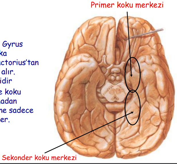 <p>Area preamygdaloidea </p><p>Gyrus olfactorius lateralis </p><p>Area piriformis</p>