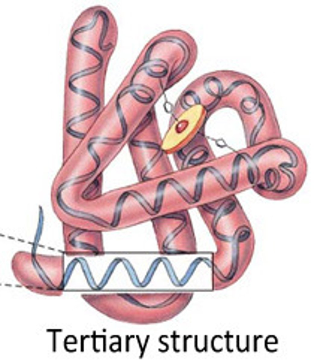 <p>Tertiary protein structure refers to the three-dimensional shape of a polypeptide, which is stabilized by interactions between the side chains (R groups) of amino acids</p>