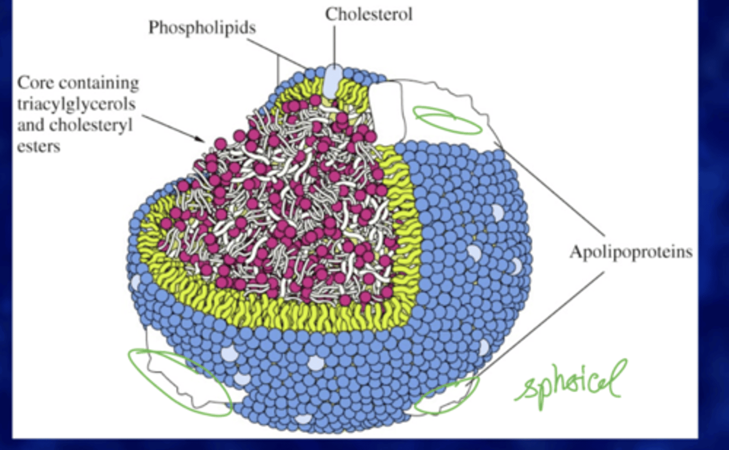 <p>Lipoproteins are assembled TGs, cholesterol, and cholesterol esters that are usually insoluble that assemble with phospholipids and apoproteins to form lipoproteins.</p><p>Hydrophobic cores: TGs and cholesteryl esters.</p><p>Hydrophilic surfaces: cholesterol, phospholipids, and apolipoproteins (recognition sites).</p>