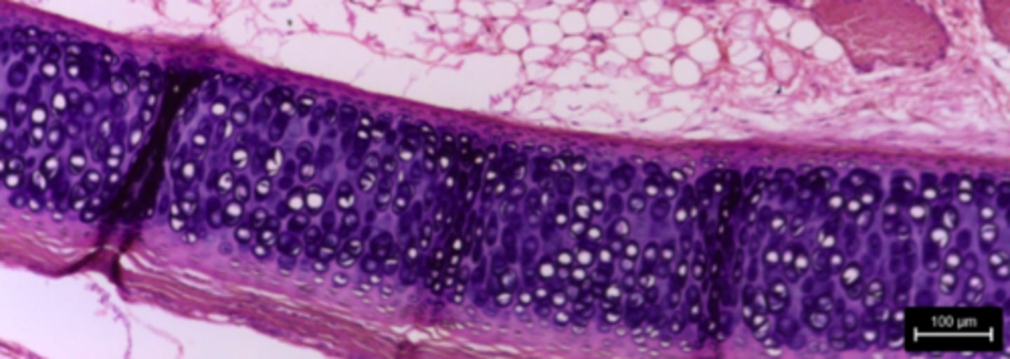 <p>What type of tissue is presented on the slide?</p>