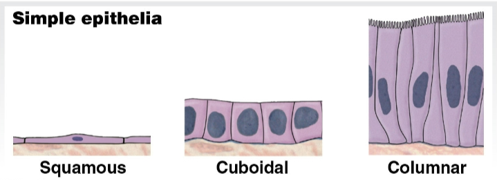 <h3 id="d71af1ec-3b72-4c35-881d-67c8b31d28db" data-toc-id="d71af1ec-3b72-4c35-881d-67c8b31d28db" collapsed="false" seolevelmigrated="true">3 basic shapes</h3><ol><li><p>Squamous </p><ul><li><p>thin and flat</p></li></ul></li><li><p>Cuboidal</p><ul><li><p>cube-shaped</p></li><li><p>like little boxes <span data-name="package" data-type="emoji">📦</span></p></li></ul></li><li><p>Columnar</p><ul><li><p>taller than they are wide</p></li><li><p>slender rectangles </p></li></ul></li><li><p>Epithelial cell layers</p><ul><li><p>single layer</p><ul><li><p>simple epithelium</p></li></ul></li><li><p>several layers of cells</p><ul><li><p>stratified epithelium</p></li><li><p>found in areas that need protection from abrasion or chemical stress</p><p>ex: surface of skin, lining of <span data-name="lips" data-type="emoji">👄</span></p></li></ul></li></ul></li></ol><p></p>