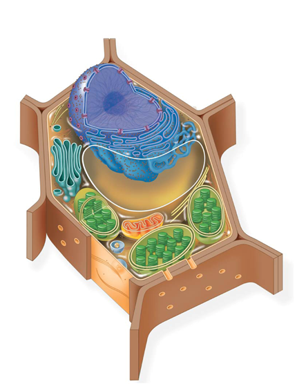 <p>What organism cell is this?</p>