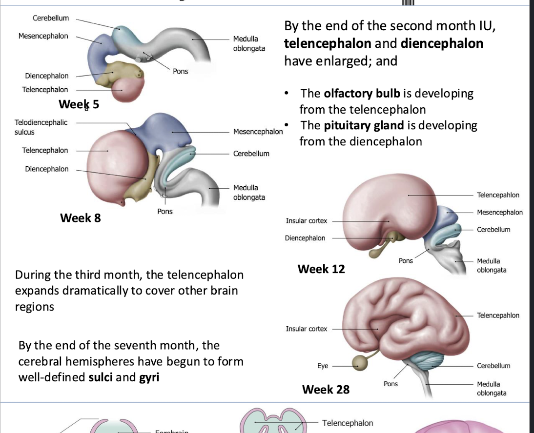 <p>the olfactory bulb</p><p></p><p>sulci and gyri of the brain</p>