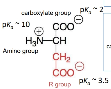 <p>Net charge of amino acids</p><p>Ex. Asp at pH 7</p>