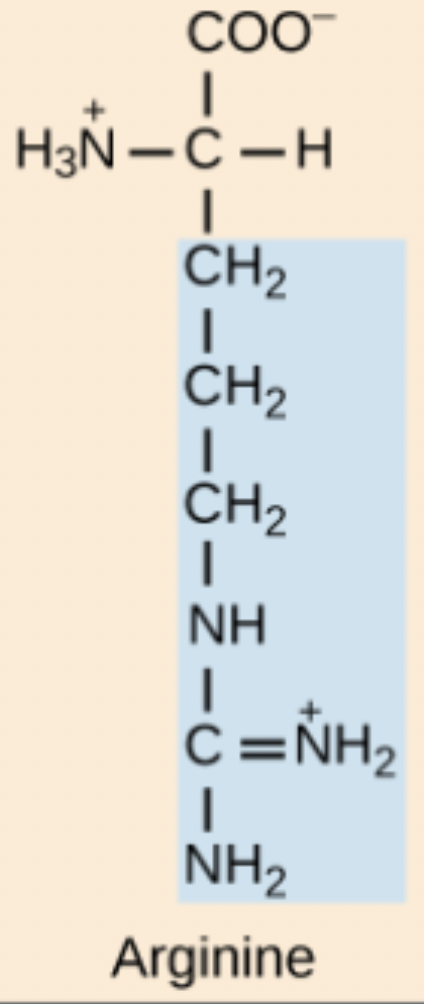 <p>Arg</p>