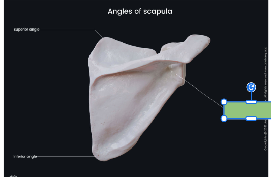 <p>Outer corner of the scapula where the glenoid fossa is located</p>