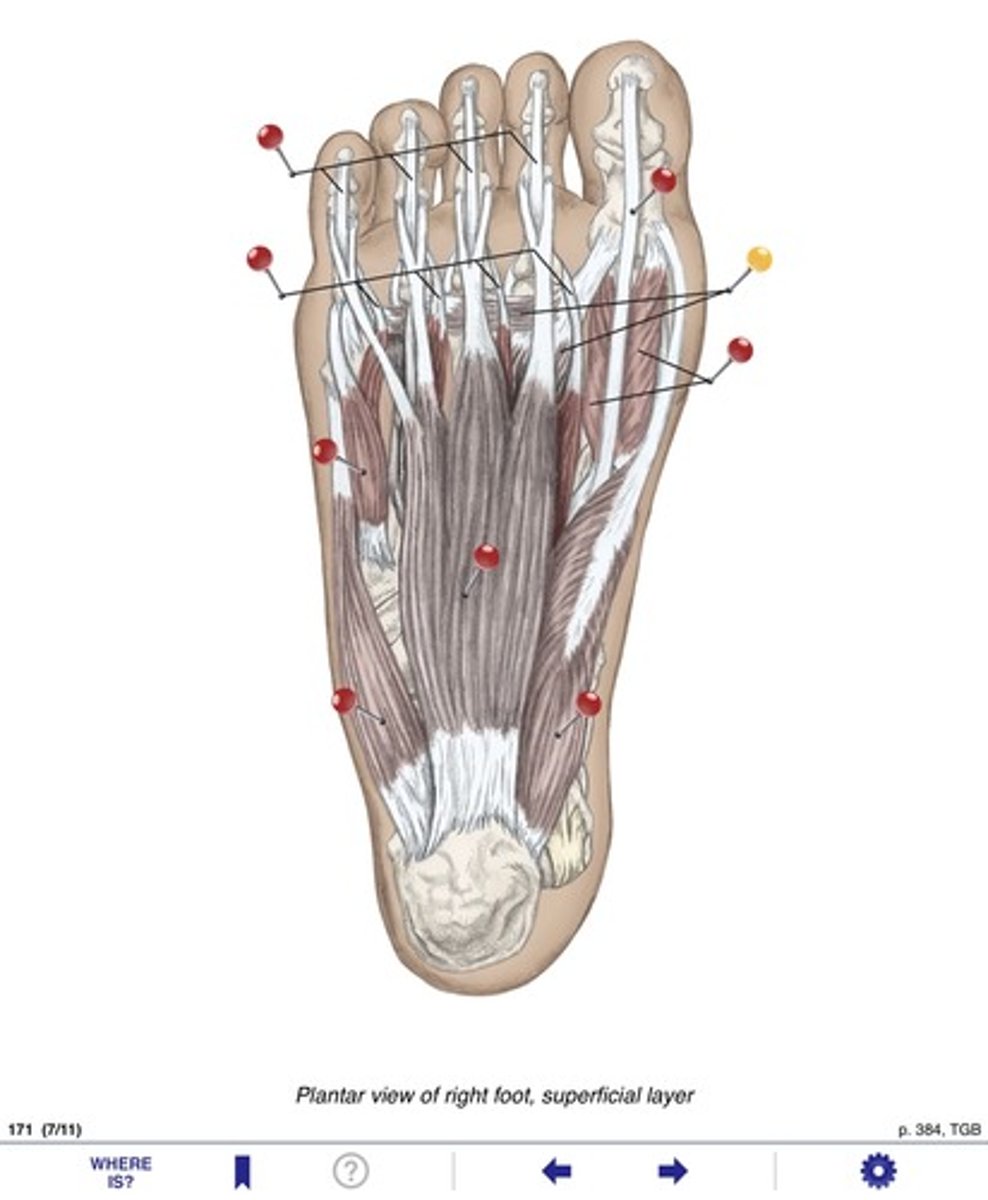 <p>Name the muscles at the yellow pin</p>