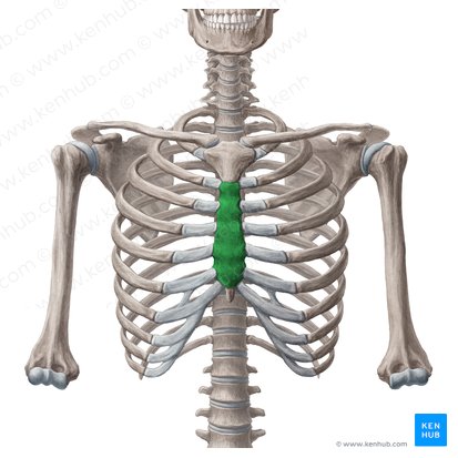 <p>main long part of sternum</p>