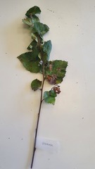 Betula pubescens
