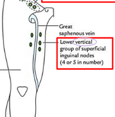 <p>what does the superficial inguinal- vertical lymph node drain?</p>