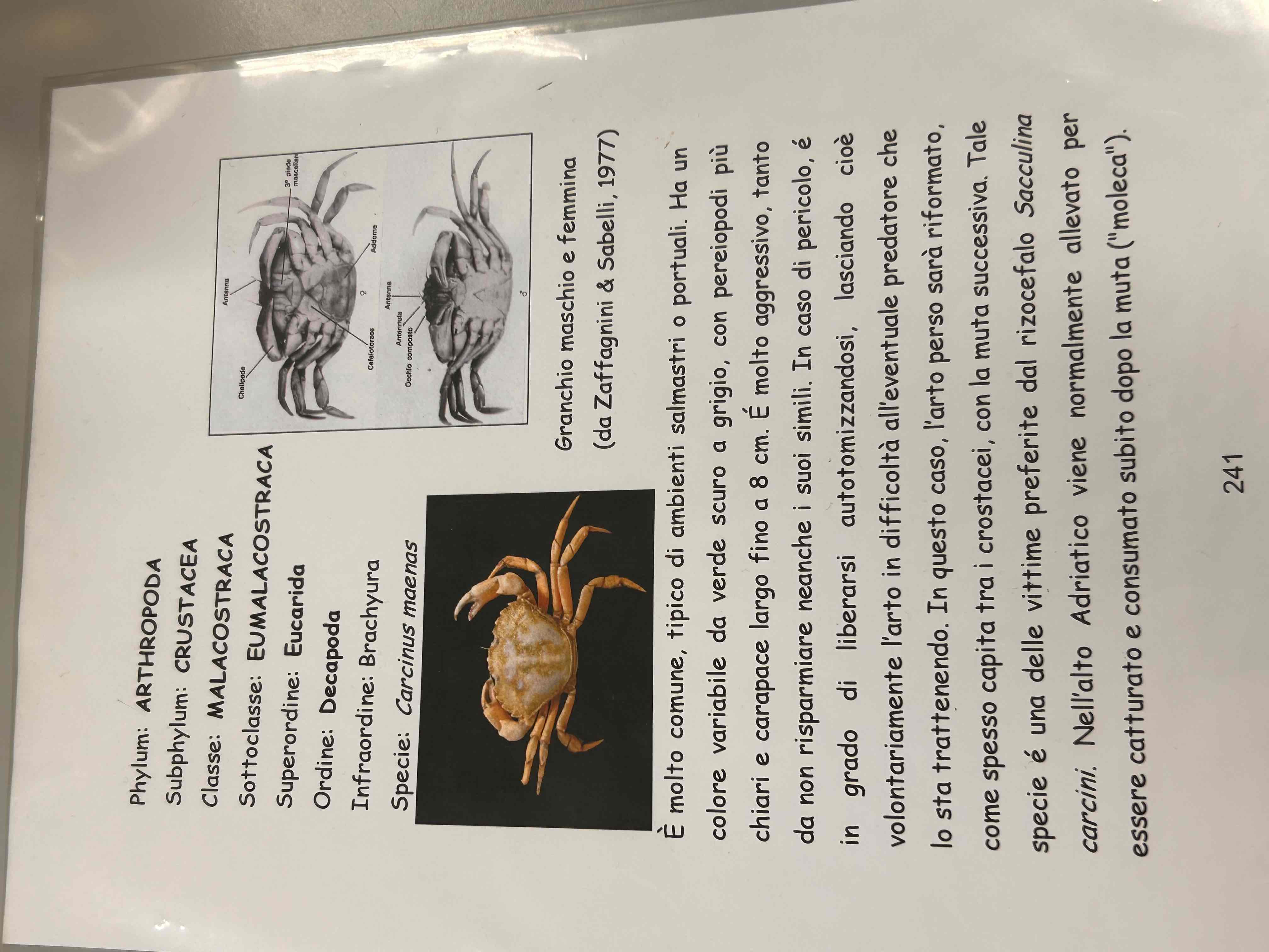 <p>Crostacei</p><p>Malacostraca</p><p>Eumalacostraca</p><p>Decapoda</p><p>Brachyura</p><p>Carcinus maenas</p>