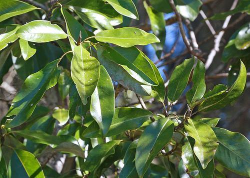 <p>Sweetbay Magnolia</p>