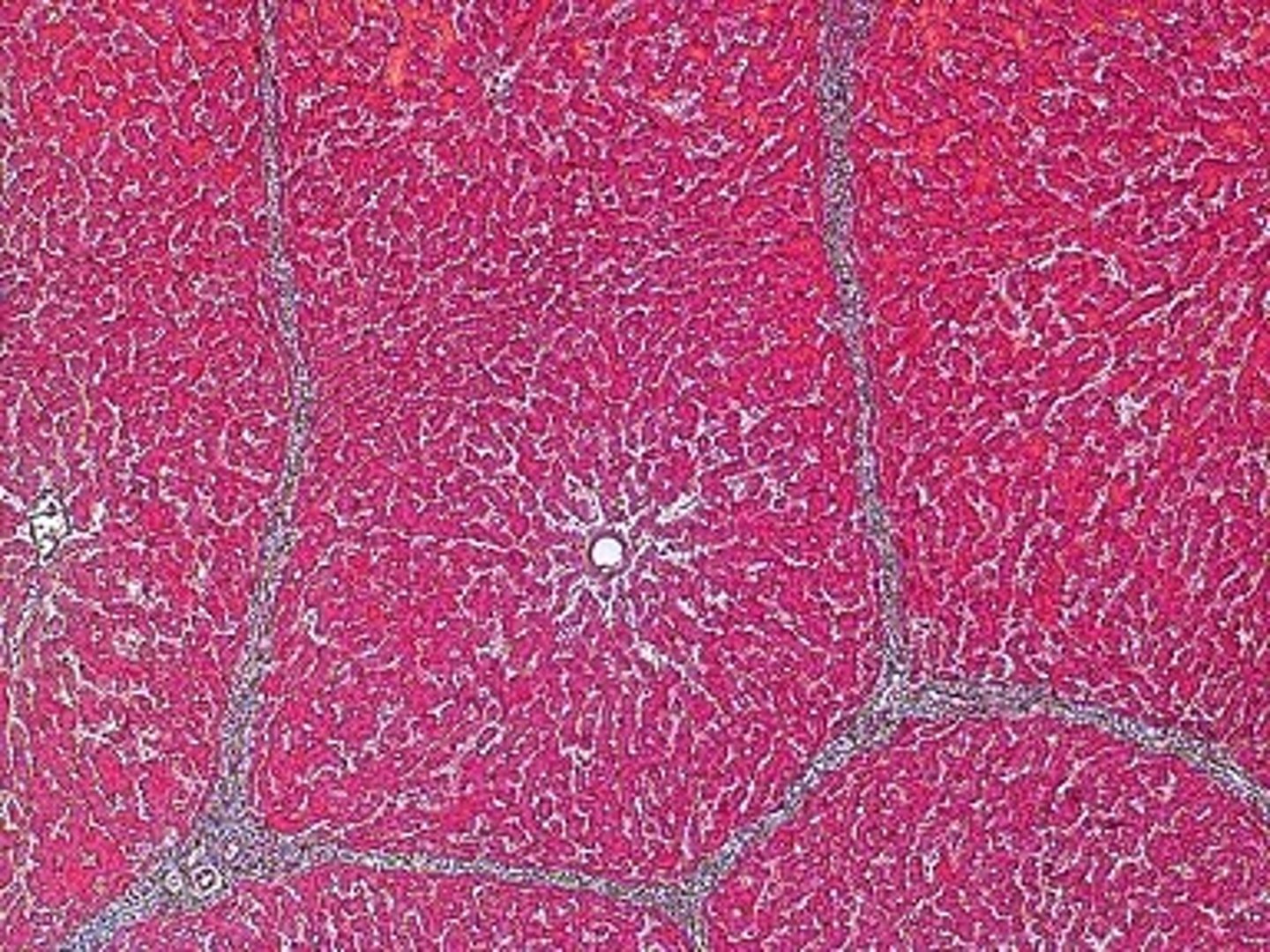 <p>What organ?</p>