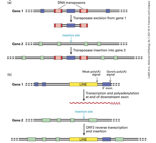<p>they can carry unrelated flaking sequences</p>