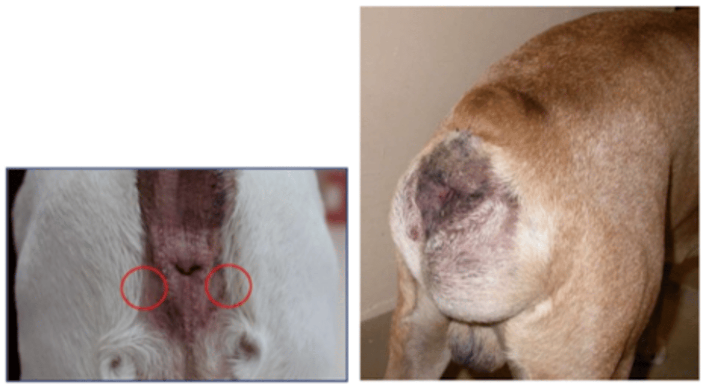 <p>what is wrong with these dogs? what main clinical sign do they produce?</p>