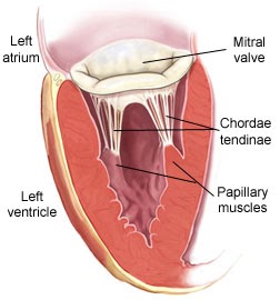 <p>Tendinous cord/ chordae tendineae</p>