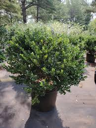 <p><span>Ilex crenata cv. / Japanese Holly</span></p>