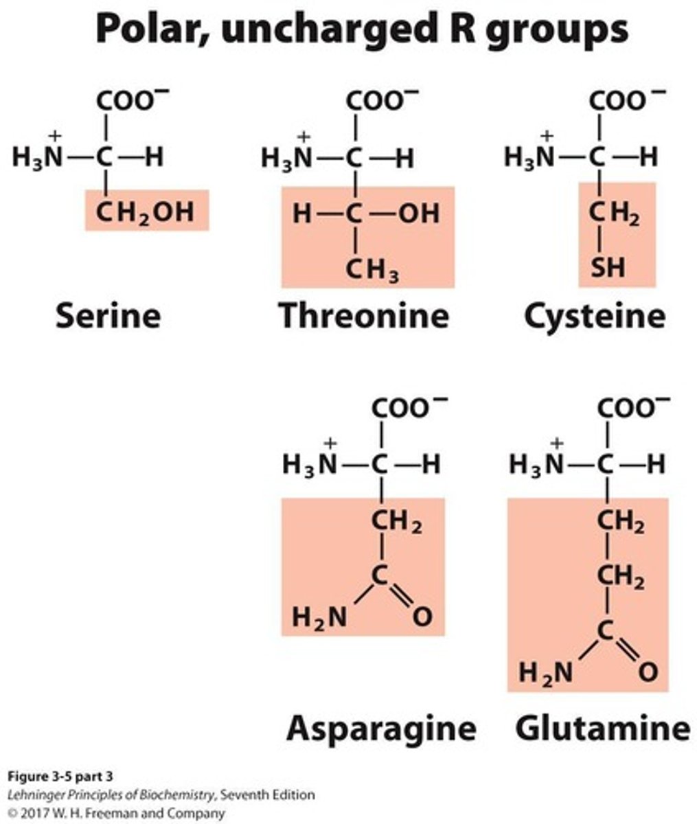 <p>A group of amino acids that includes 5 members.</p>