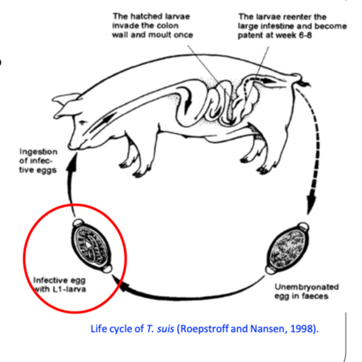 <p>Eggs are passed in the faeces </p><p> infective larva develops slowly inside the eggs in 3-4 weeks (up to 6 months);</p><p>Infection: ingestion of embrionated eggs;</p><p>PPT: 6-8 weeks, life span: 4-5 months.</p>