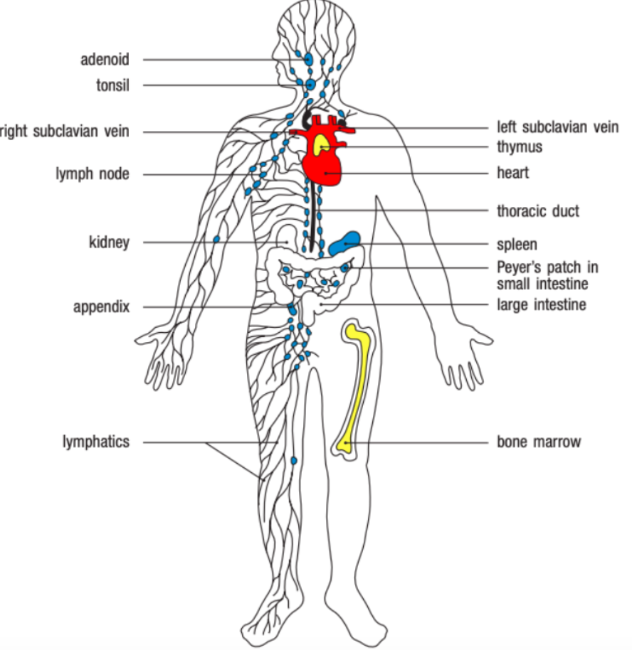 <p>Primary lymphoid organs and secondary lymphoid organs.</p>