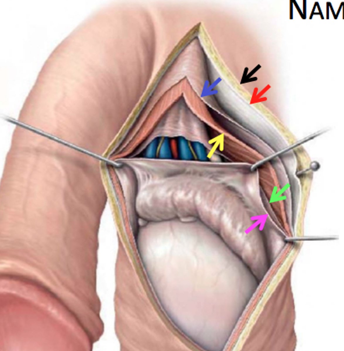 <p>the structure that separates the scrotum into two separate compartments internally</p>