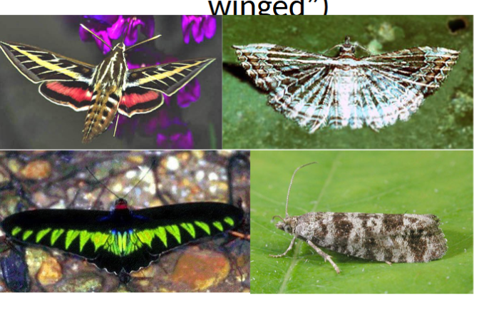 <p>in class insecta, scale winged, butterflies and moths</p>