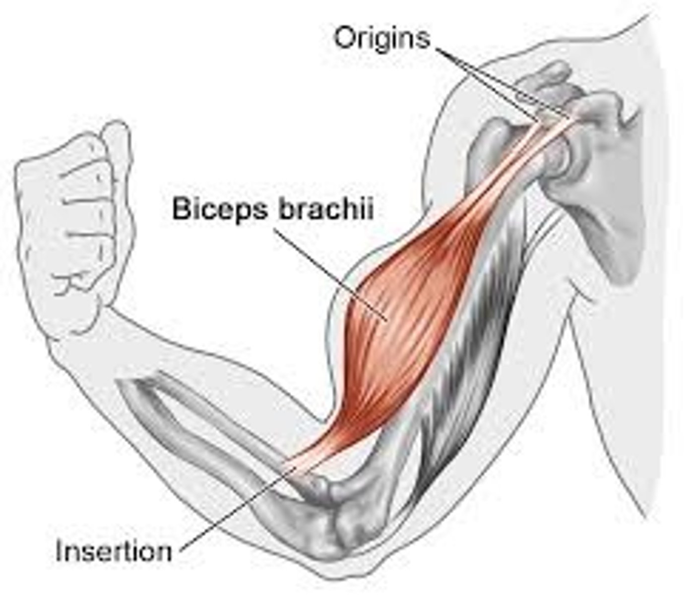 <p>the fixed attachment point of the muscle (doesn't move during contraction)</p>