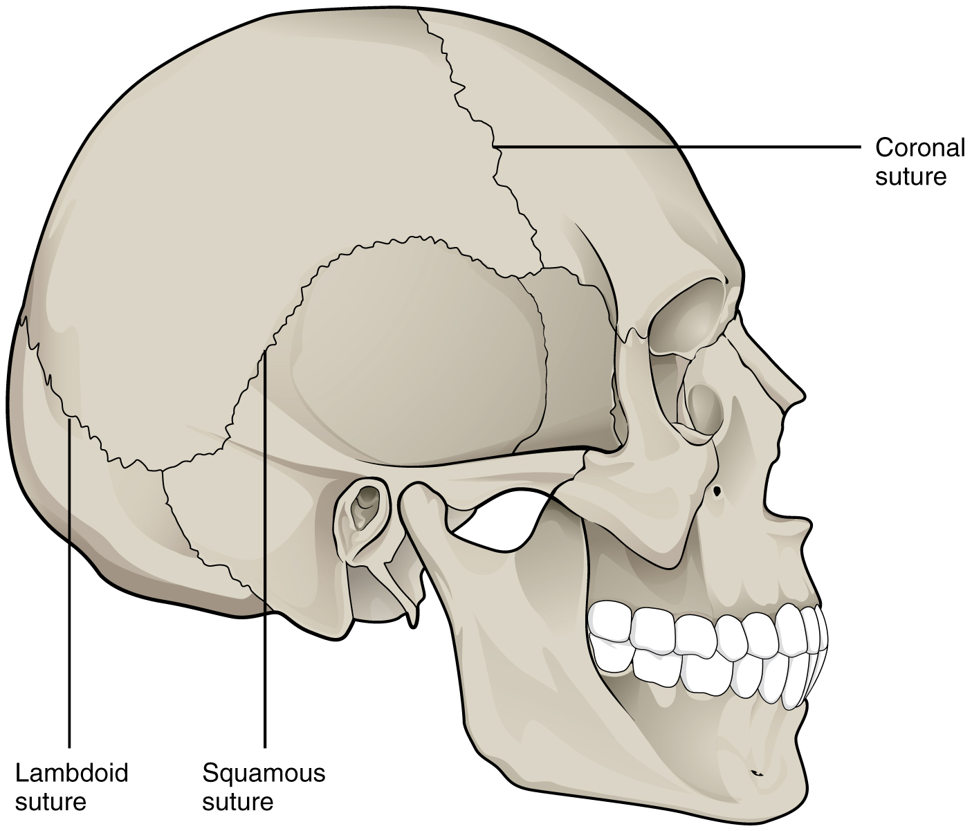 <p><span style="background-color: transparent;"><span>This type of joint is found in the skull. During birth, sutures are flexible to allow a baby to pass through the birth canal, and they become more rigid with age.</span></span></p>