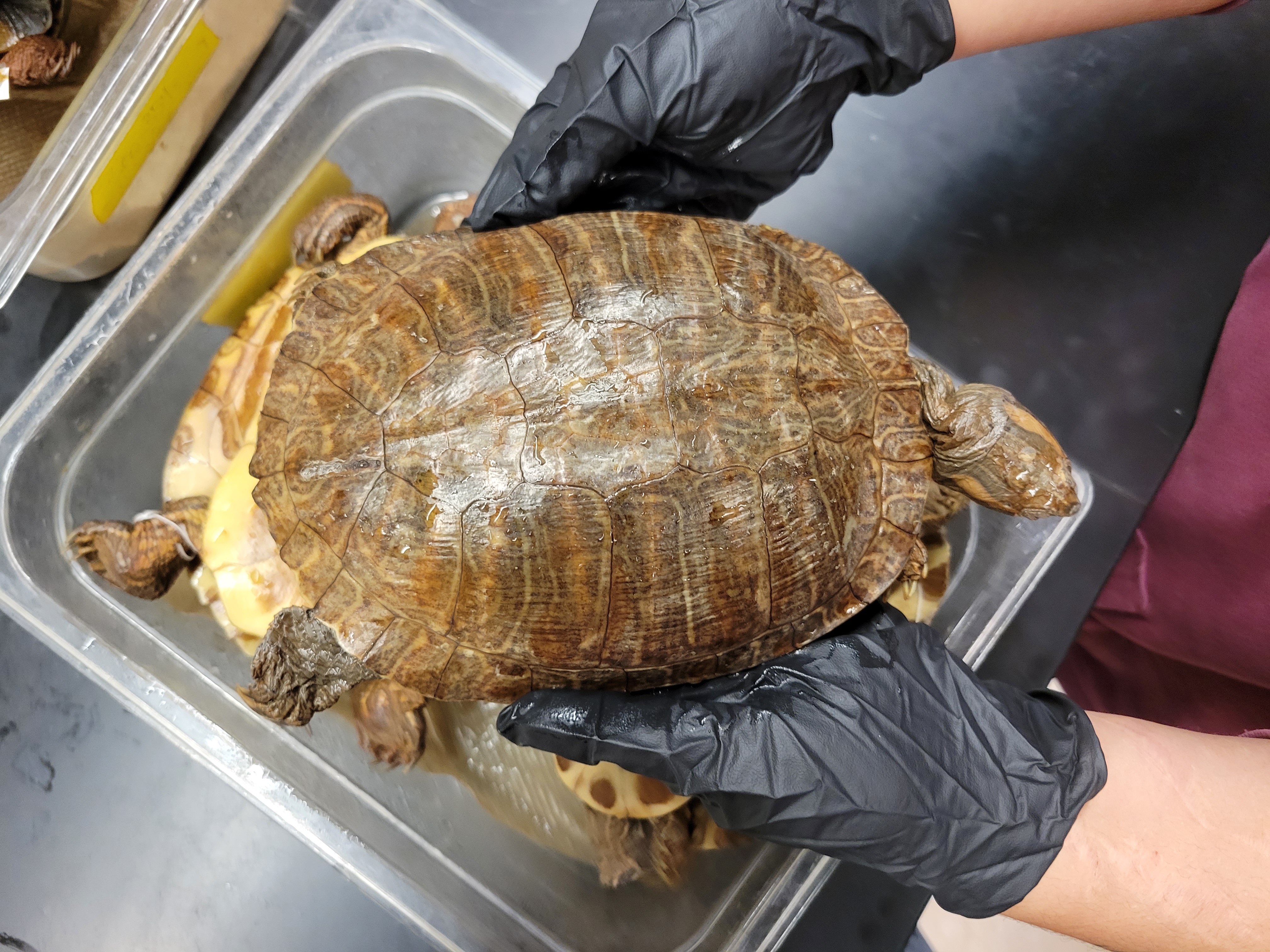 <p><span>F: Emydidae<br>Trachemys scripta</span></p>