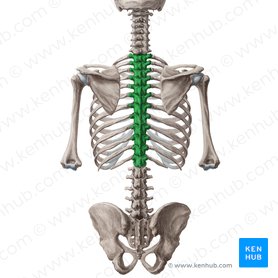 <p>Twelve vertebrae that compose the middle portion of the back. Make posterior convex curve. The only vertebrae that attach to the ribs and have overlapping spinous processes</p>