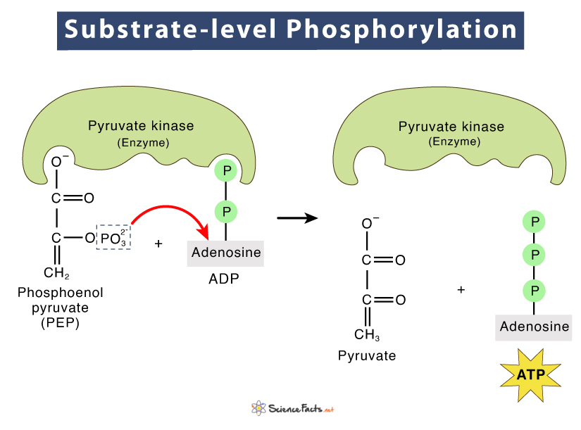 * phosphoryl group transferred from substrate to ADP
* Forms ATP which releases energy