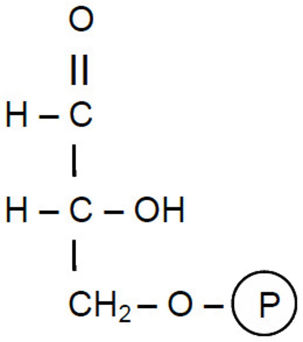 <p>This destabilises the molecule causing it to split into two triose phosphate molecules.</p>