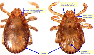 <p>What is this parasite</p>