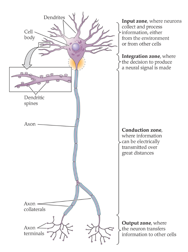 <p>“input zone”</p><p>Branching offshoots from the cell body, site where information is received from neurons;</p><p>Packed full of neurotransmitter receptors where chemicals released from other neurons bind to influence activity </p>