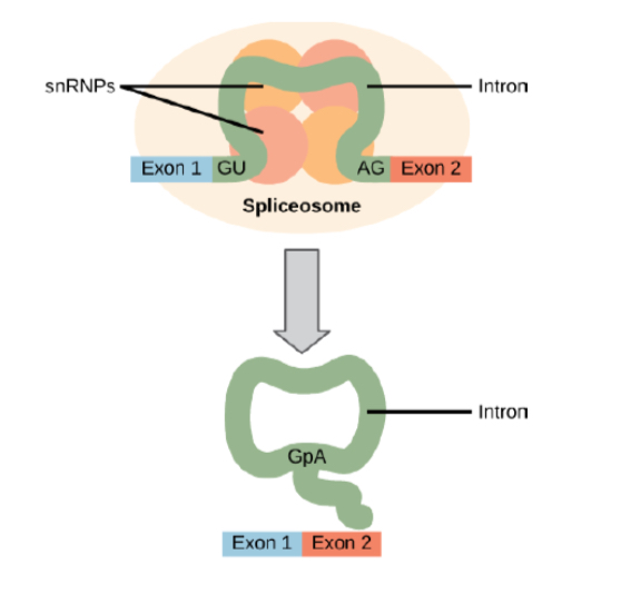 <p>when noncoding sequences called introns are spliced and removed by spliceosomes</p>