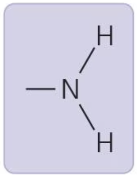 <p>acts as base, can accept H+; amine</p>