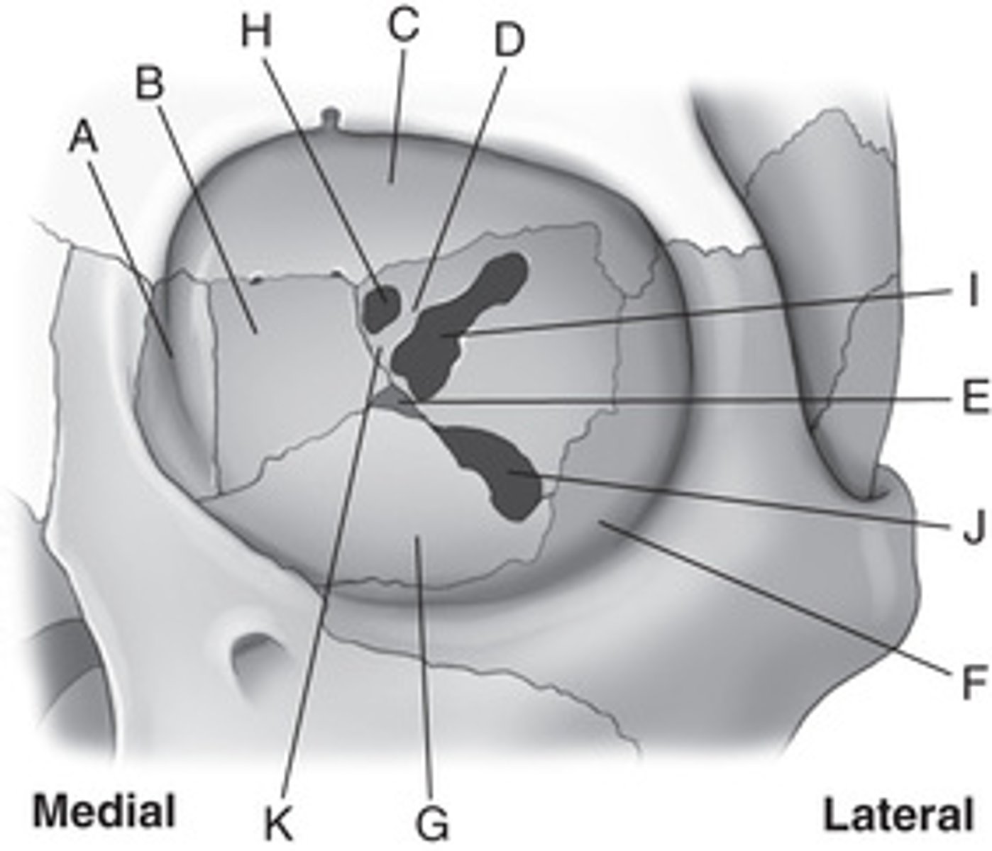 <p>H. Optic foramen</p><p>I. Superior orbital fissure</p><p>J. Inferior orbital fissure</p><p>K. Sphenoid strut</p>