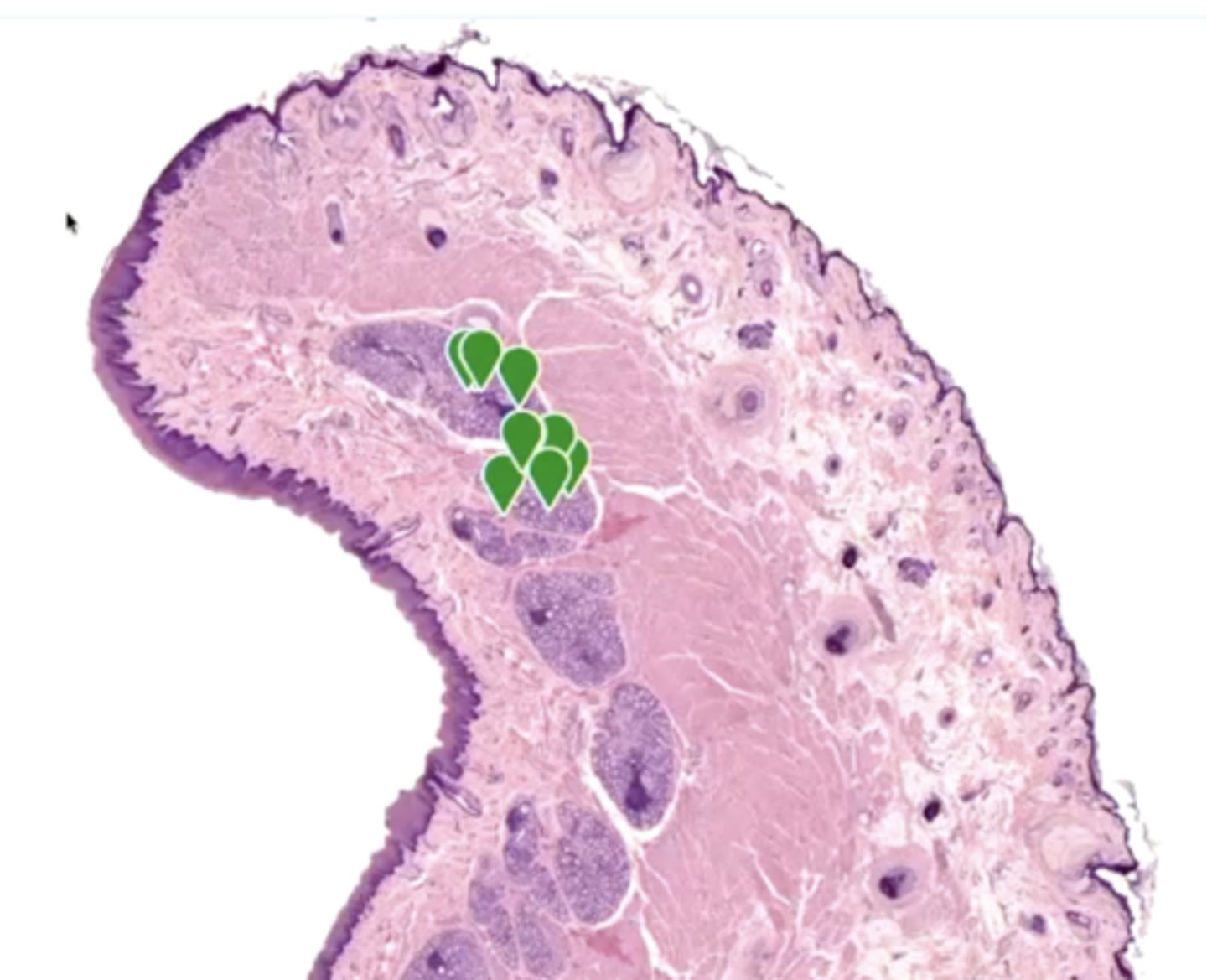 <p>what is labeled in the image?</p>