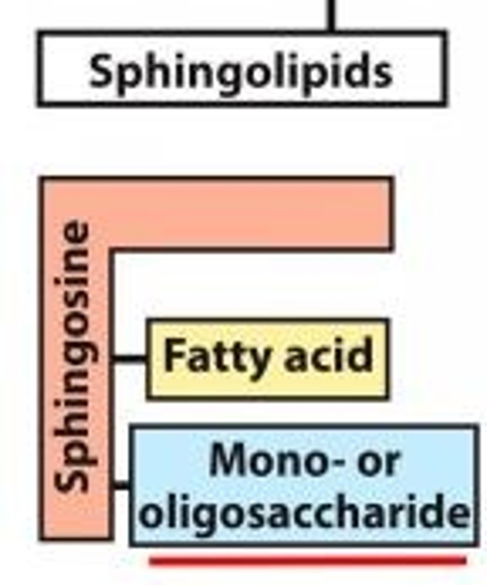 <p>sphingoside + 1 fatty acid + mono/oligosaccharide is what kind of lipid?</p>