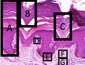 <ol><li><p>Identify each labeled structure</p></li></ol><p></p>