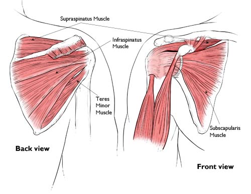 <p>Subscapularis</p>